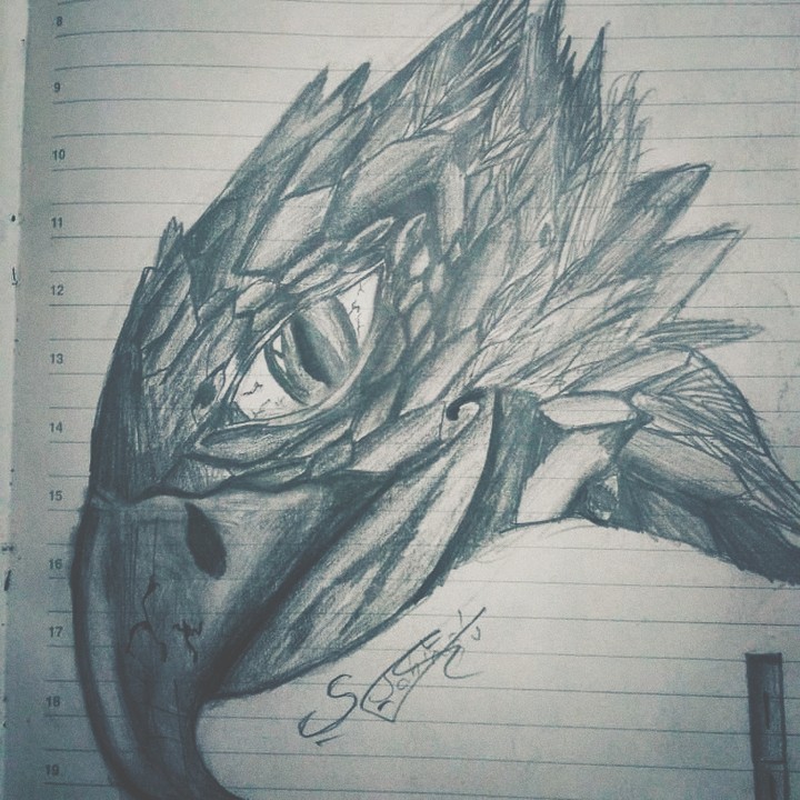 unknown bird