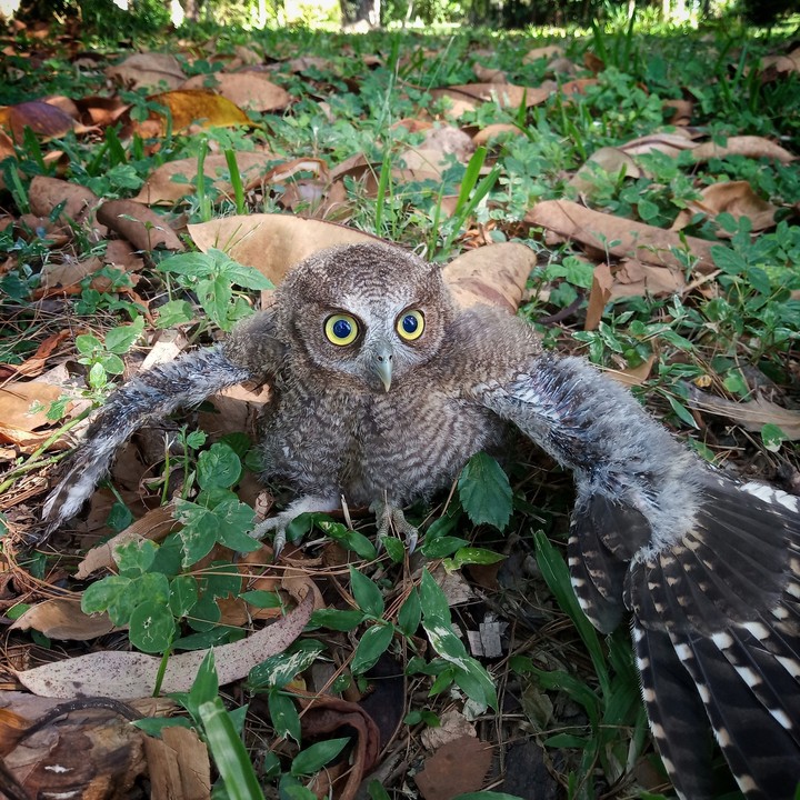 owl coruja