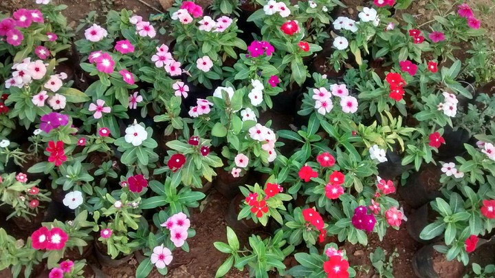 Flowers