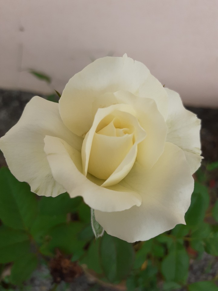Yellow Rose.