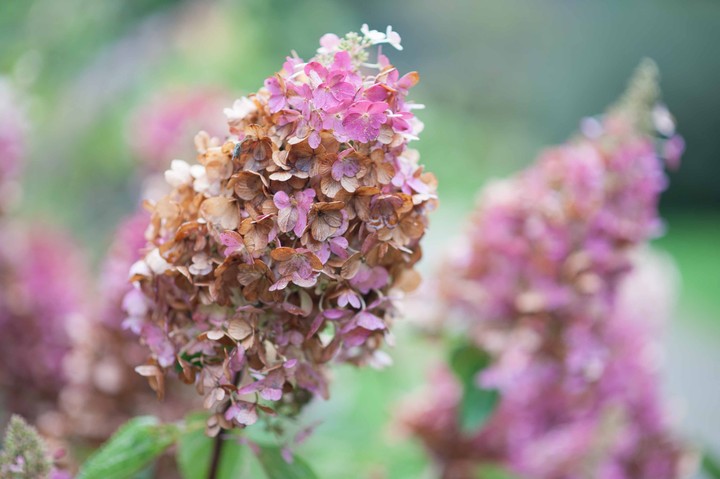 autumn flowers