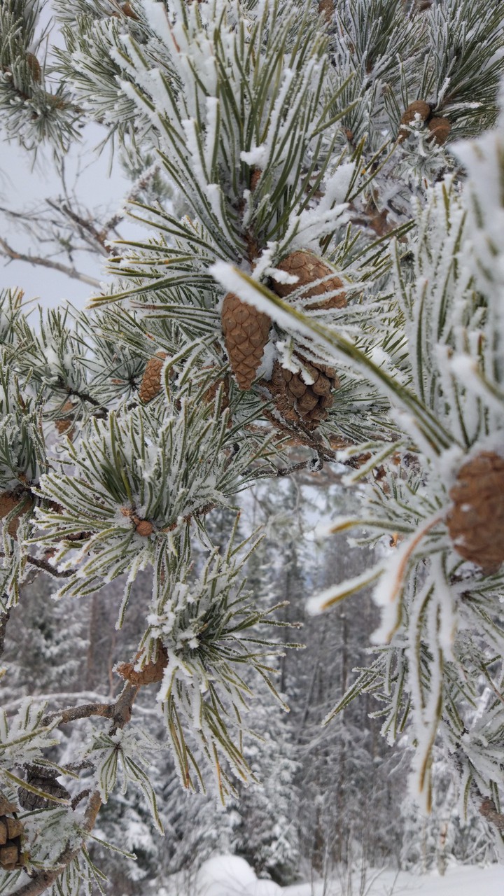 forest in the snow