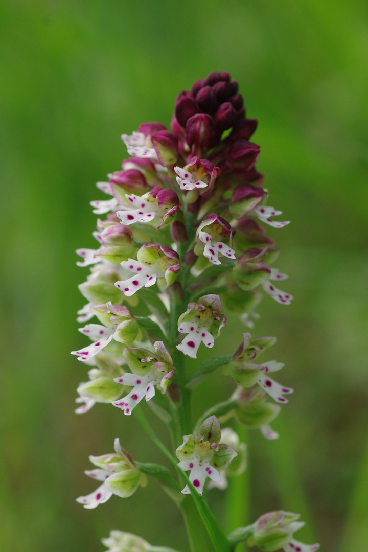 Wild Flowers