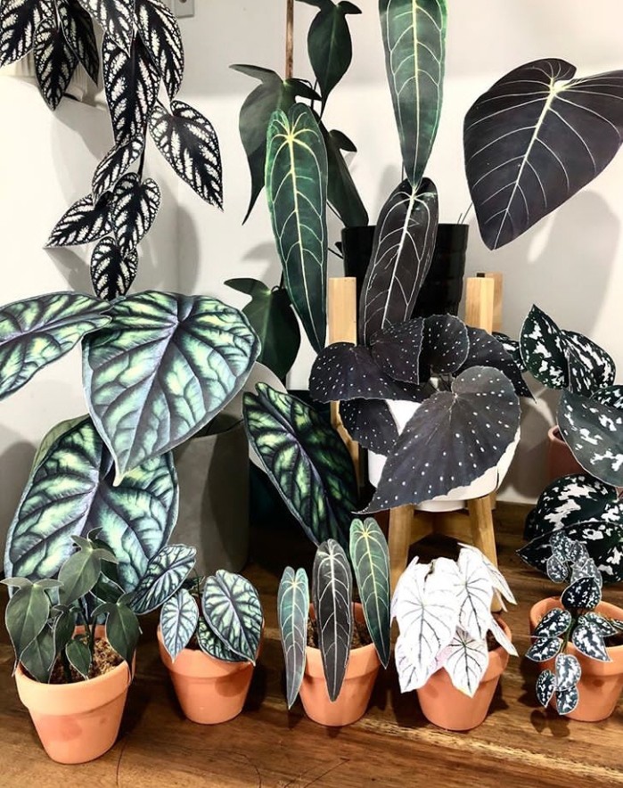 plants