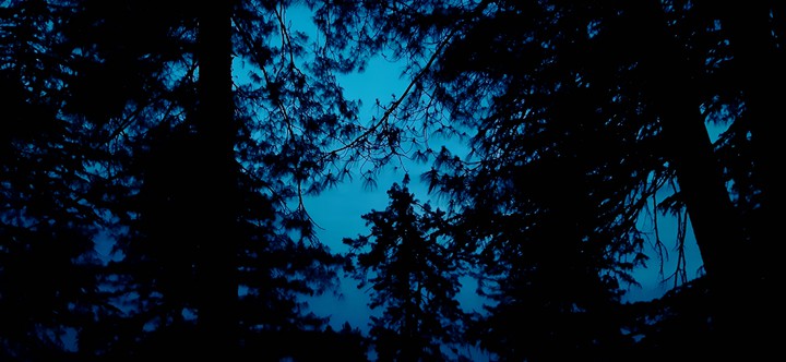 pattern of trees over the sky in the background