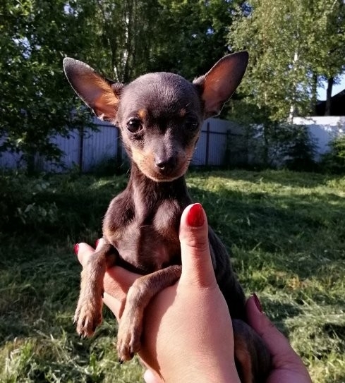 russian toy terier