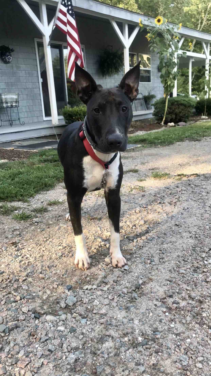 Roxy the Bull Terrier/Pit Bull mix