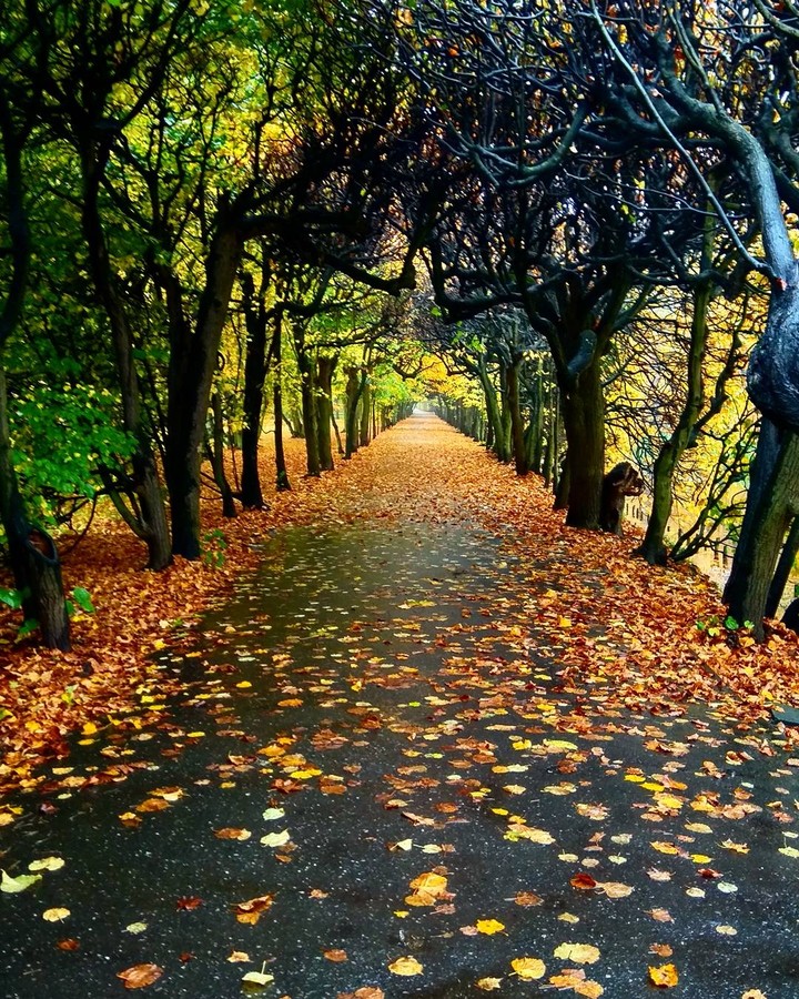 An alley in Autumn