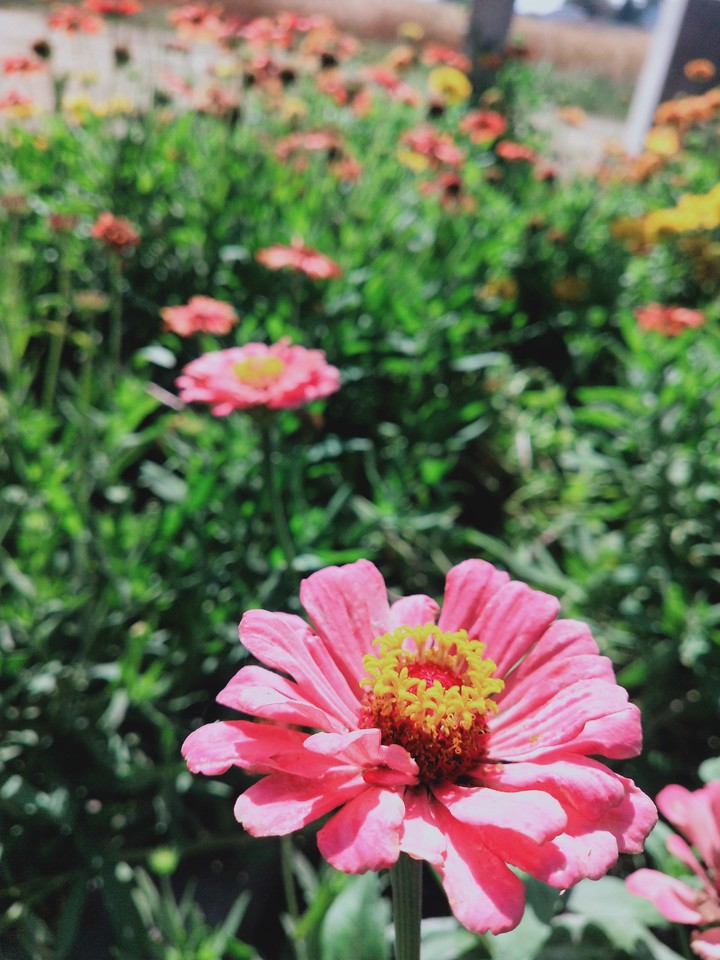 flowers