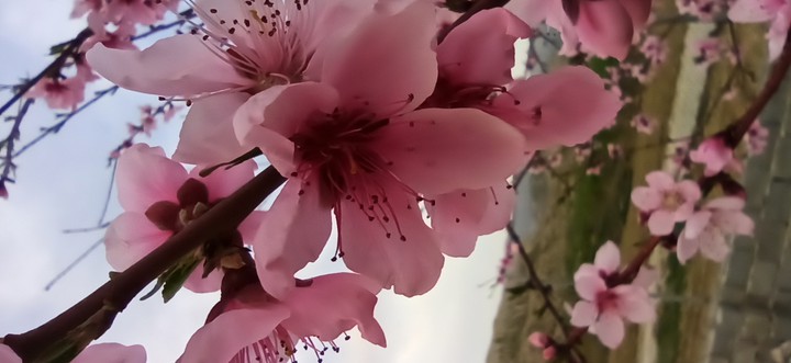 gorden flower