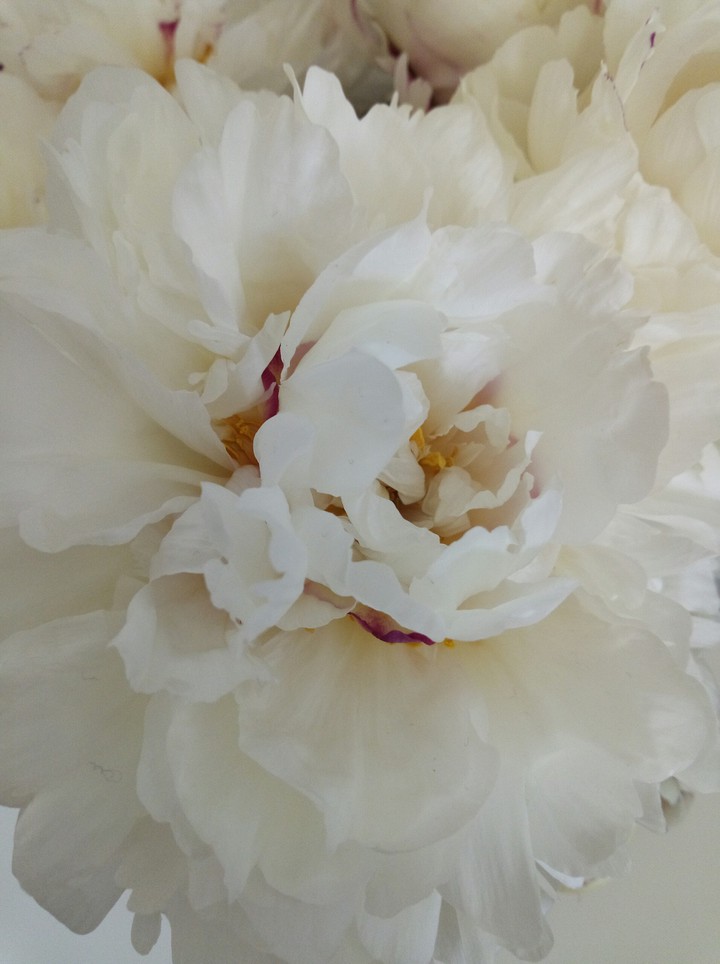 Peony