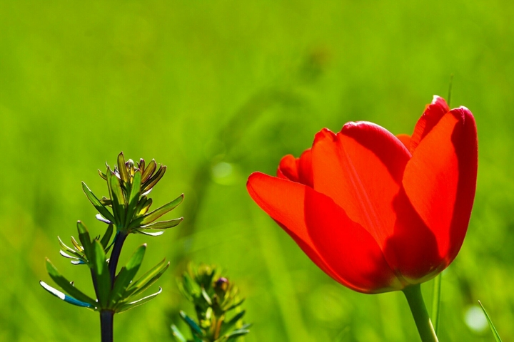 Tulpen