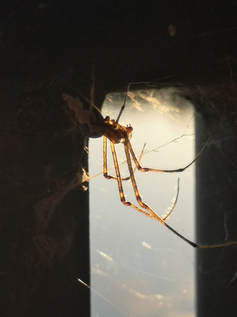 spider