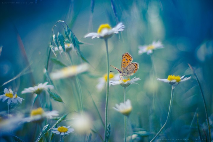 Blumen