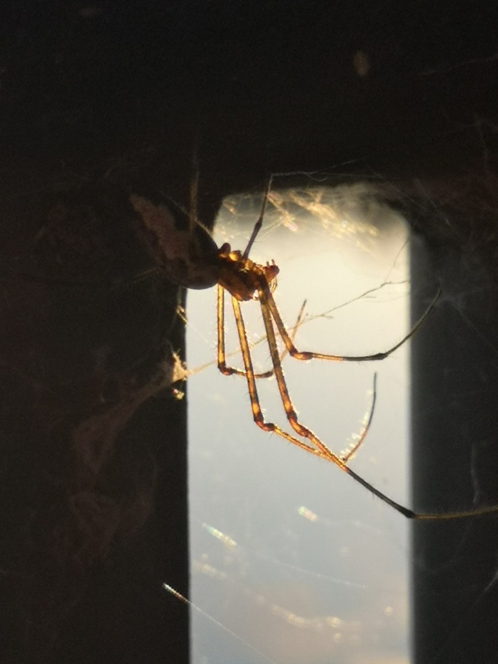 spider