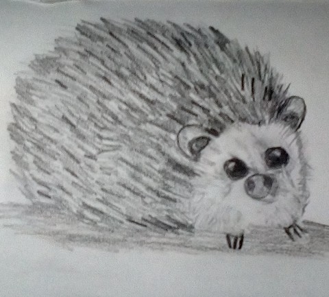sketch for Hedgehog