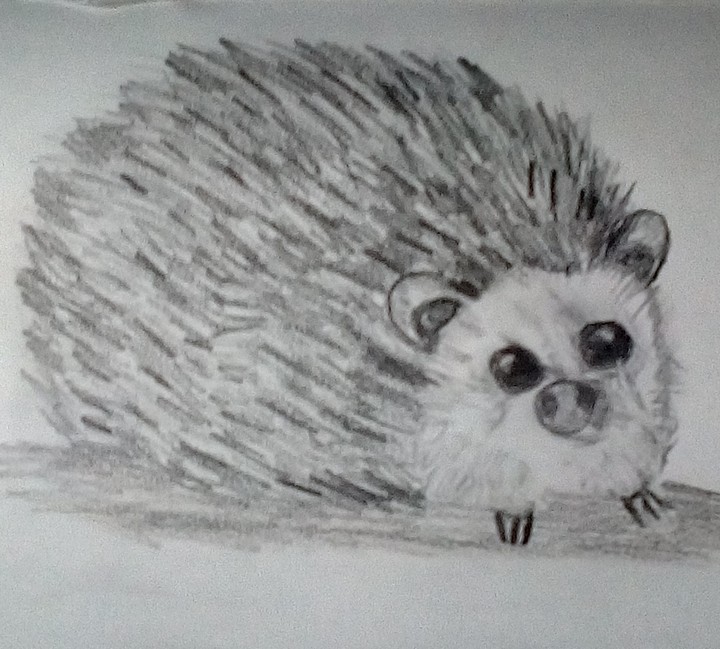 sketch for Hedgehog