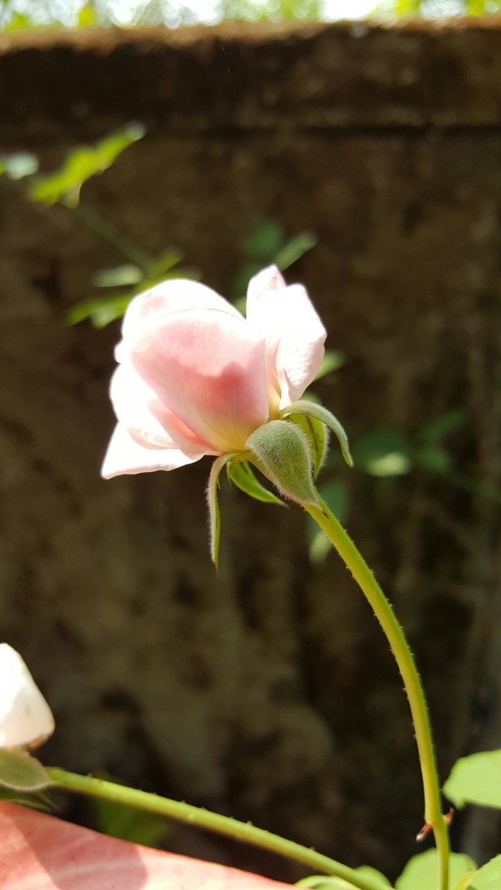 tic tic time to bloom