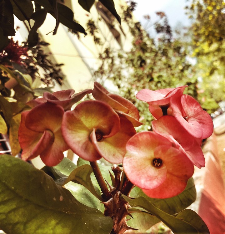 Flowers
