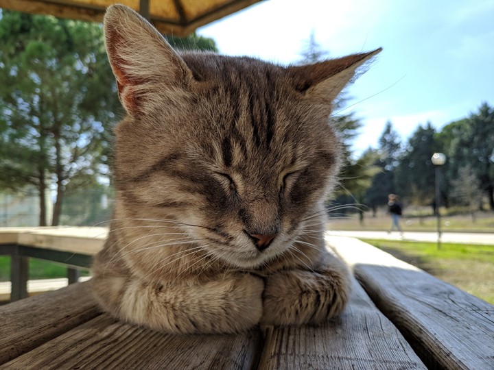 Sleeping Cat