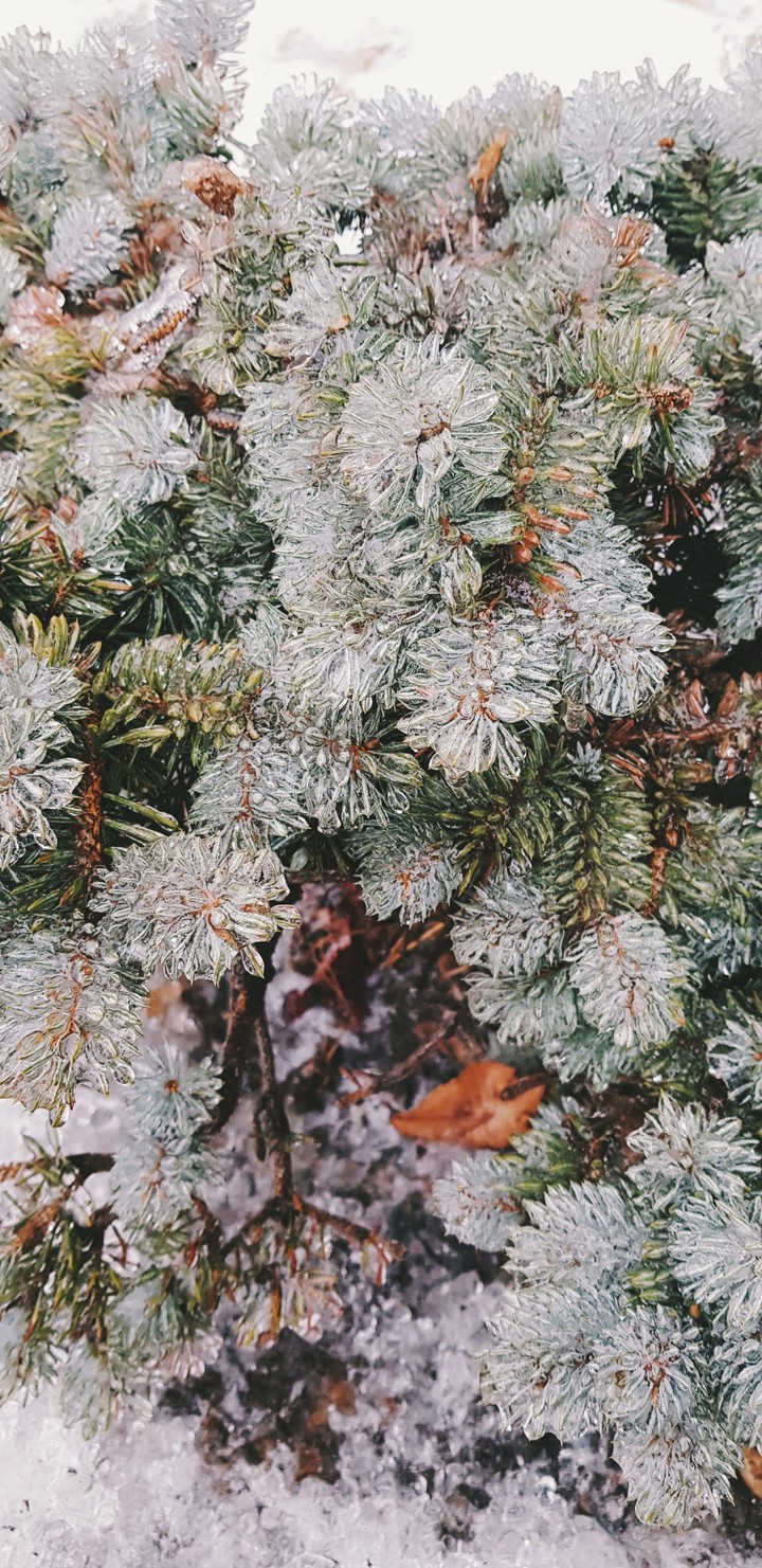 Frozen tree