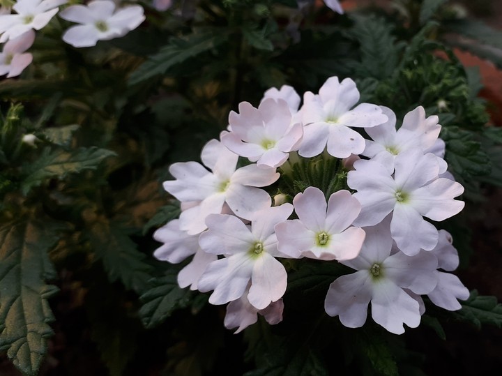 flowers