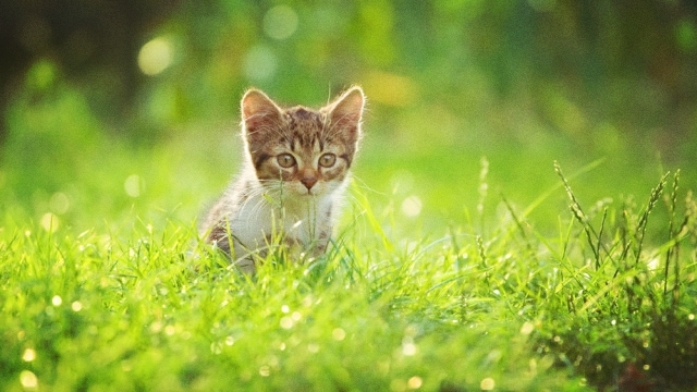 cats