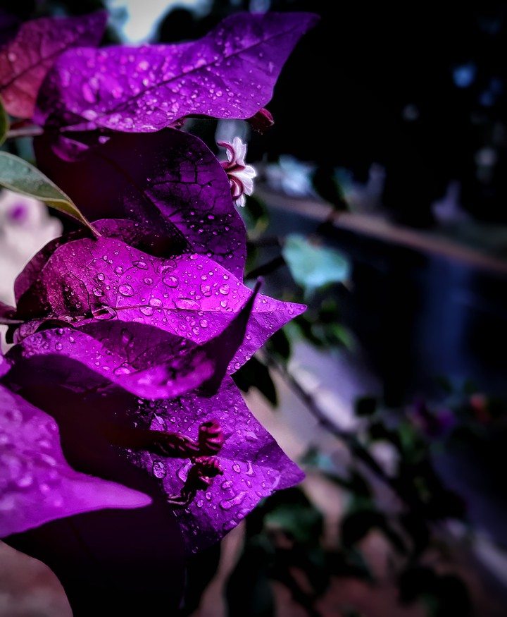 trip_00_graphy