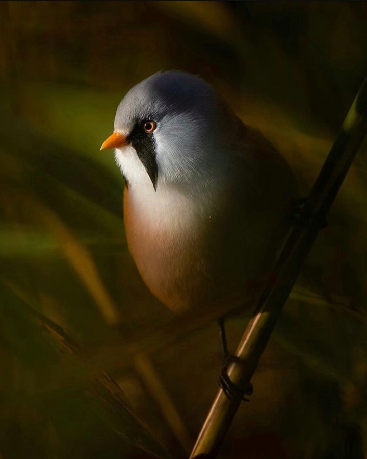 Bohemian Waxwing