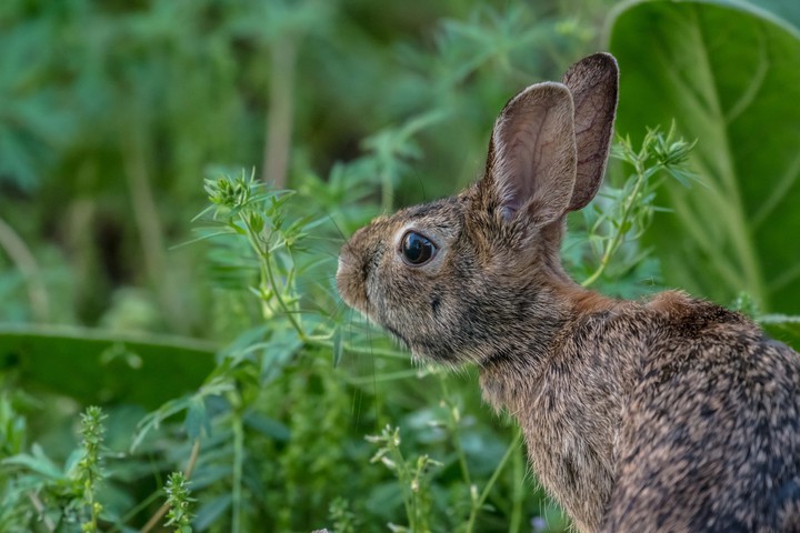rabbit