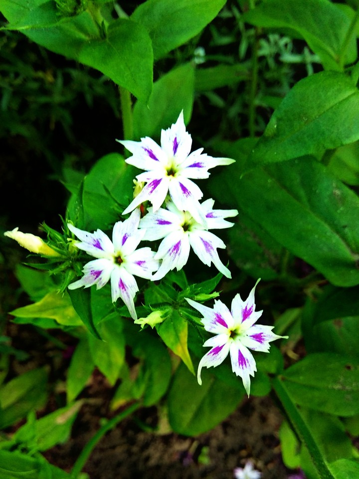 phlox