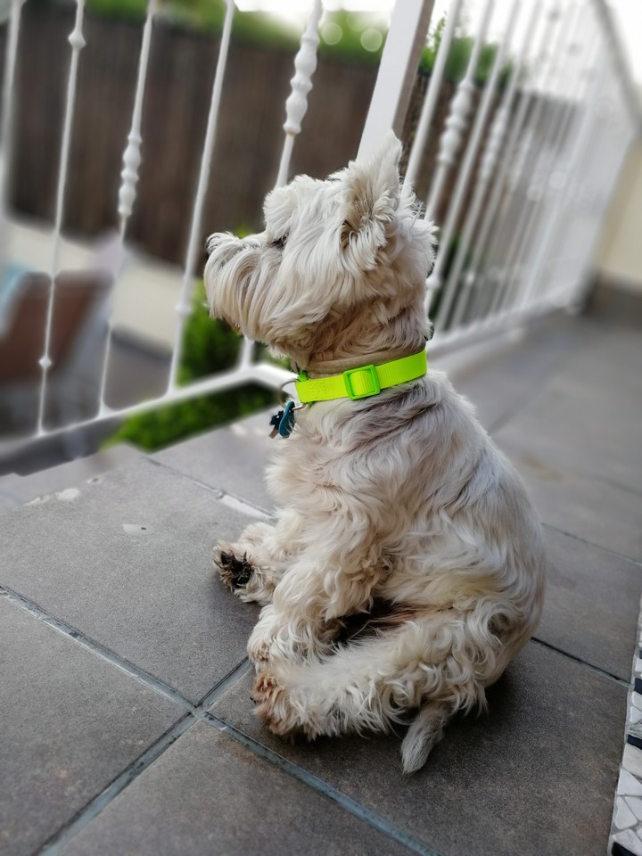 My dog