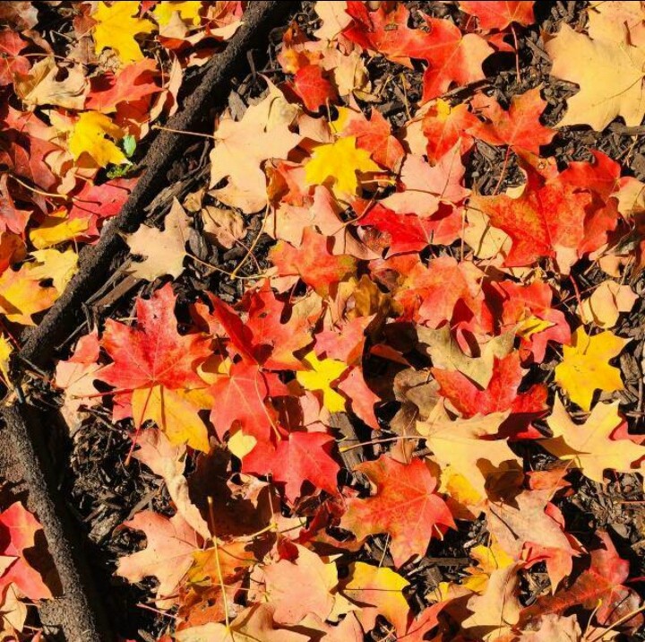 #Leaves 