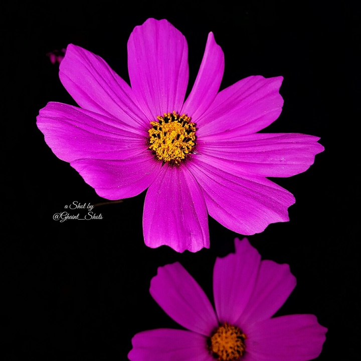Flowers @Ghaint_ShOts