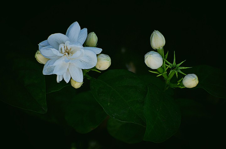Jasmine