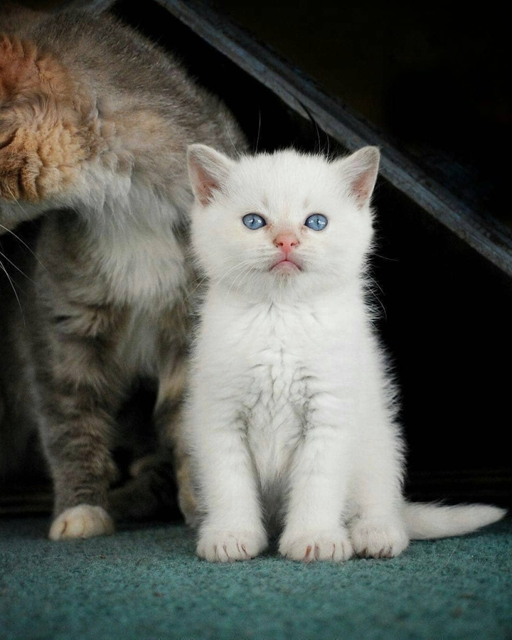 kitten