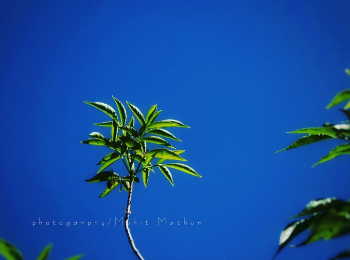 #Green#sky#blue#winter#