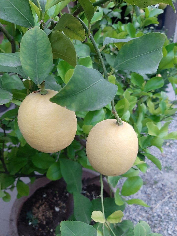 limoni..?????