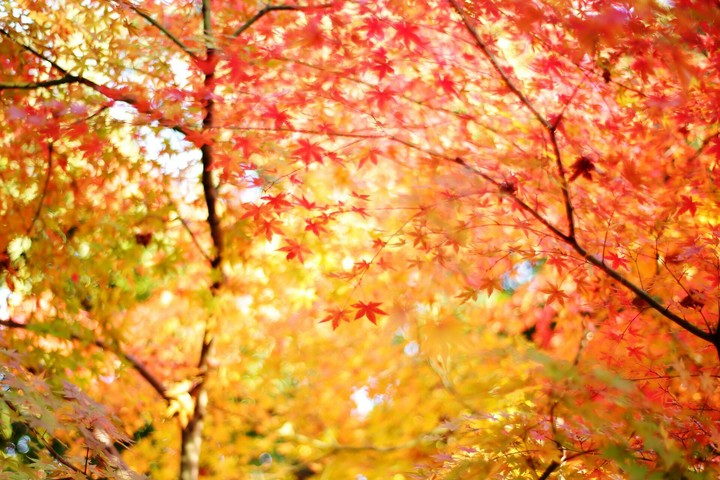 Autumn