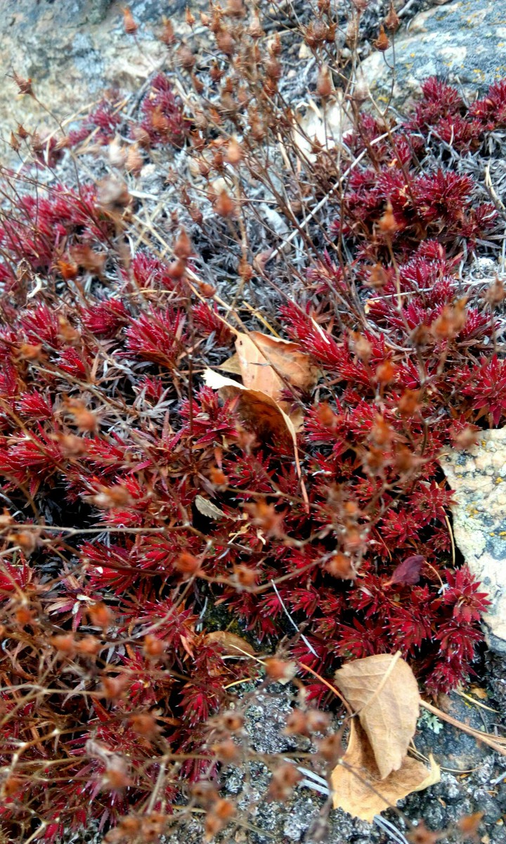 Autumn. Baikal. Wild.