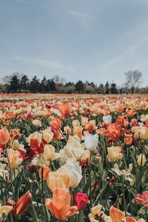 Tulip