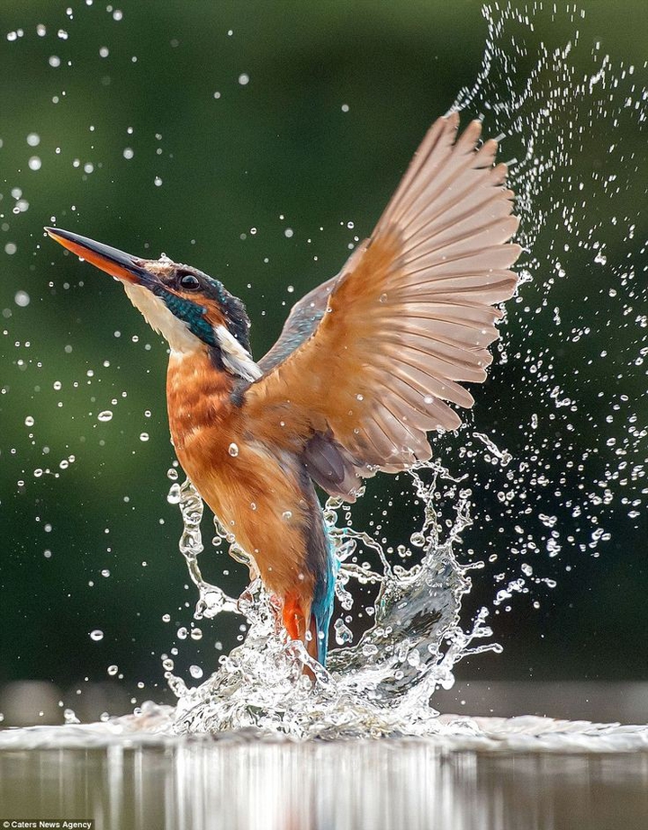 Kingfisher