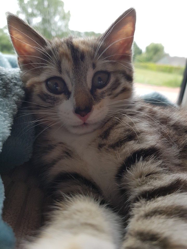 cat