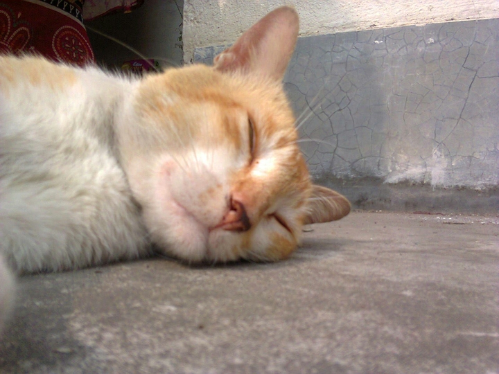 my cat