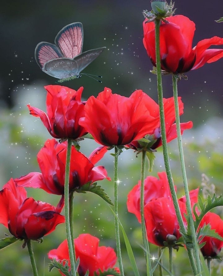 in the meadow...