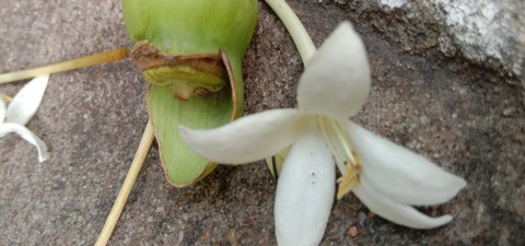 dp