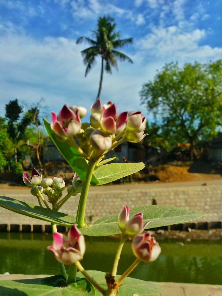 Flower