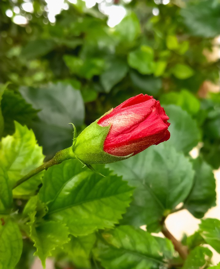 beautiful flower captured by me 