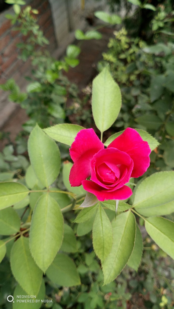 beautiful flower