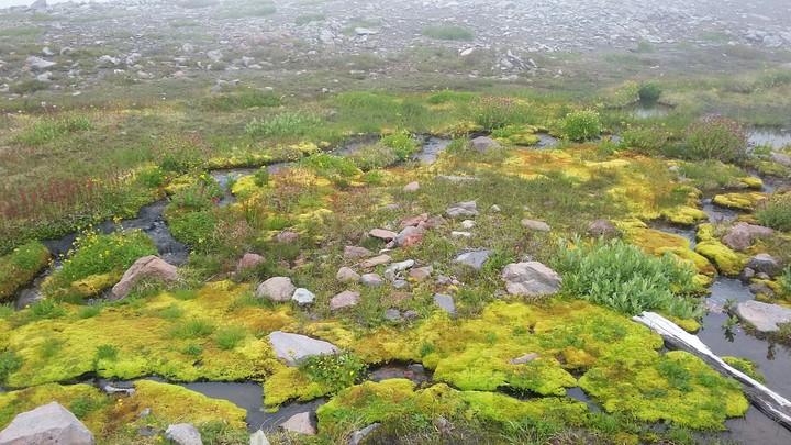 Marshes
